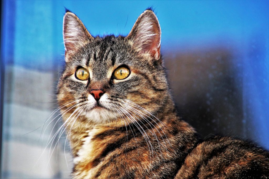 Portrait d'un chat tigré aux yeux jaunes qui pose devant une fenêtre